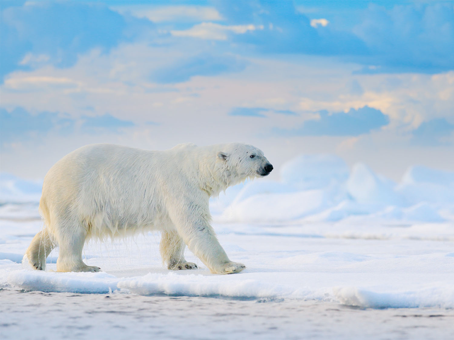 Wild Wonders of the Arctic - 8 days