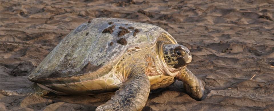 Tortuguero Highlight