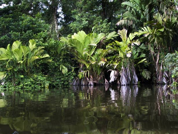 Tortuguero Highlight