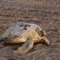 Tortuguero Highlight