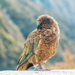 The Kea, a bird endemic to the South Island | New Zealand