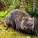 A wombat in Tasmania | Australia