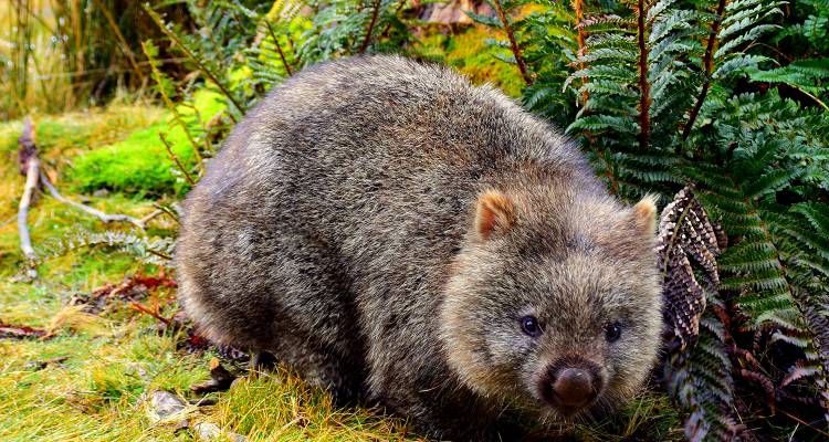 tourhub | On The Go Tours | Totally Tasmania - 6 days 