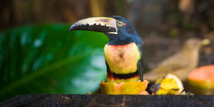 Toucan in Sarapiqui (shutterstock_379352038)