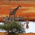 Elephants drinking at a pink water hole in the Tsavo National Park