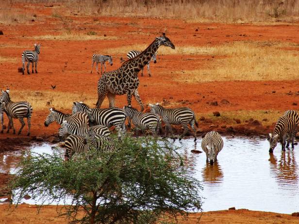 Elephants drinking at a pink water hole in the Tsavo National Park