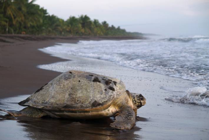 A guide to the wildlife in Costa Rica | On The Go Tours