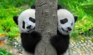 Twin giant pandas - China Tours - On The Go Tours