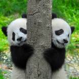 Giant Pandas | China