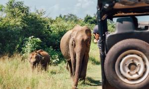 Udawalawe National park elephant