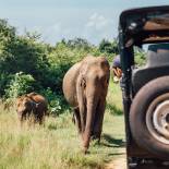 Elephants in Udawalawe National Park | Sri Lanka