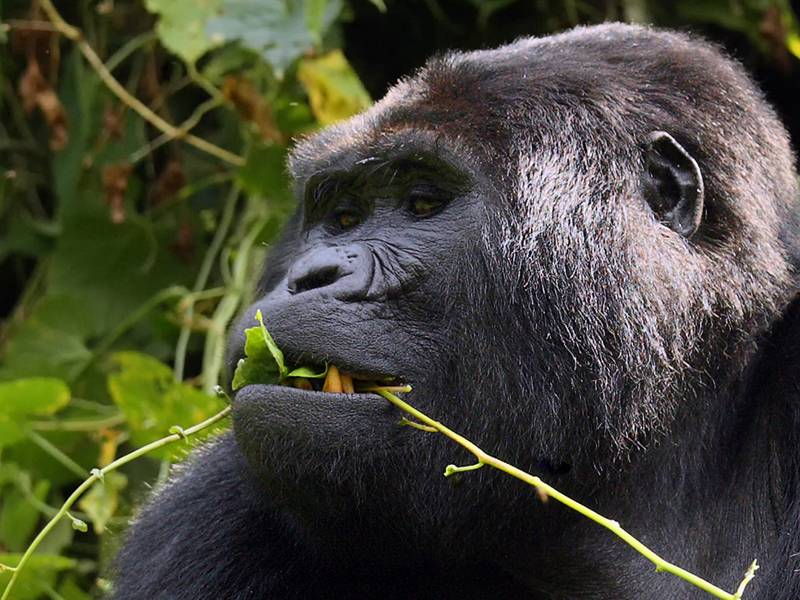 Best Uganda Gorilla Safari Tours 2024/2025 | On The Go Tours