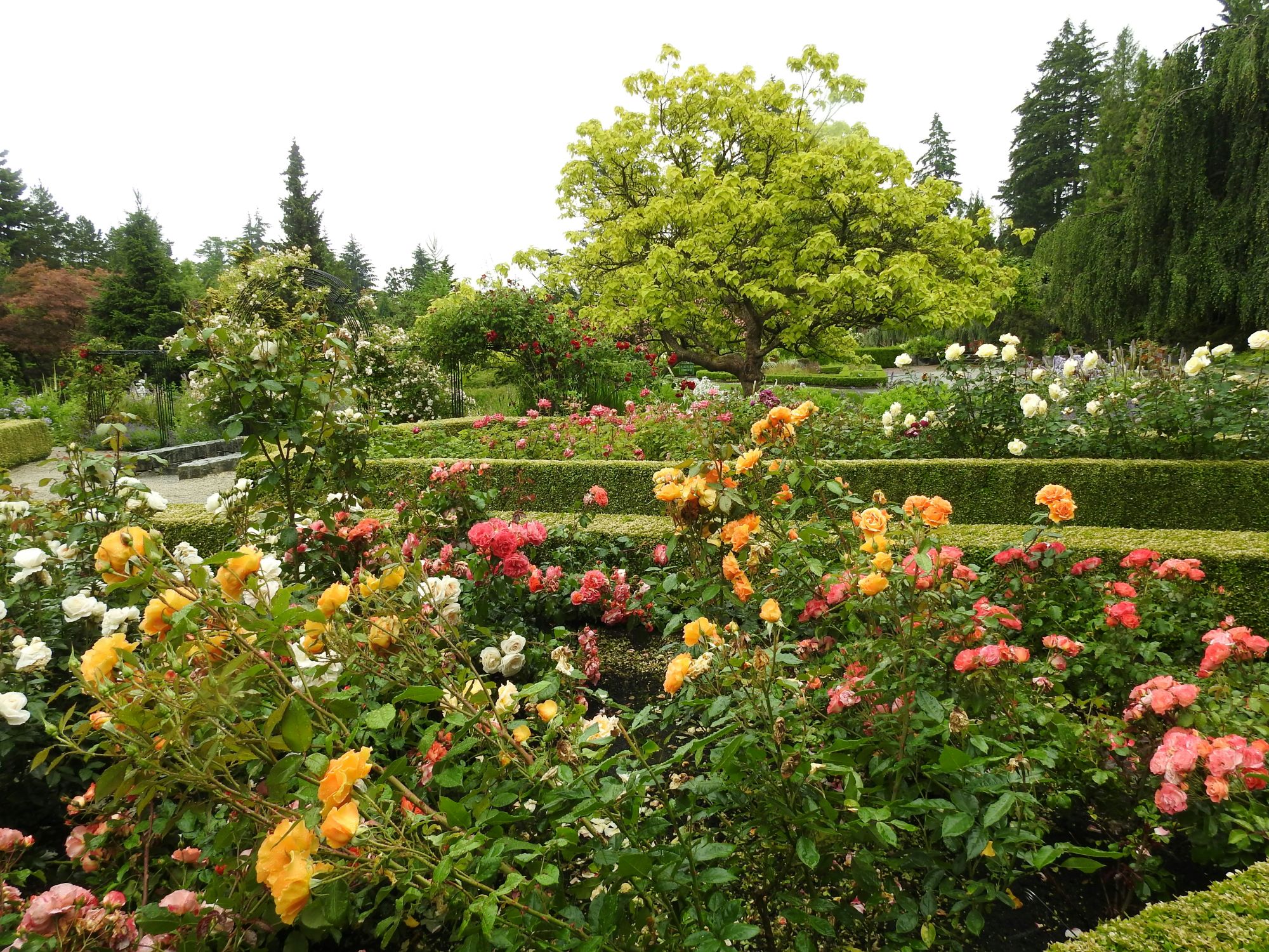 A rose garden in VanDusen Botanical Garden Vancouver