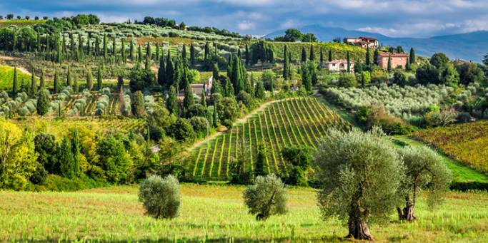 Vineyards-in-Tuscany-one-of-the-best-wine-tasting-destinations