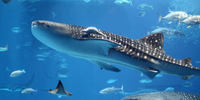 Whale shark on Ningaloo Reef, Australia