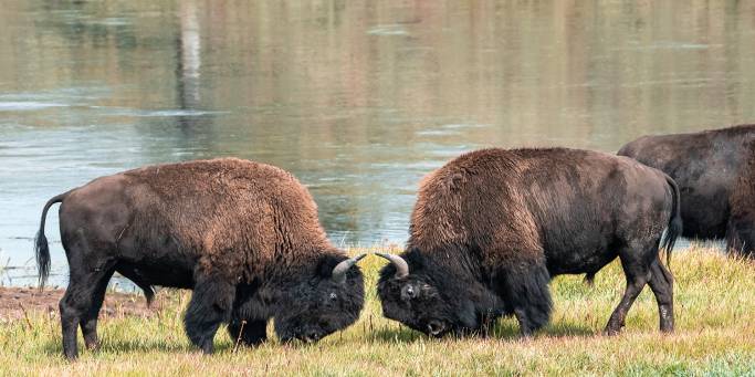 Grand Teton & Yellowstone Group Tour | On The Go Tours