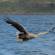 White-tailed eagle | Isle of Mull | Scotland | United Kingdom