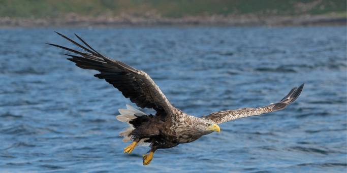 White-tailed eagle | Isle of Mull | Scotland | United Kingdom