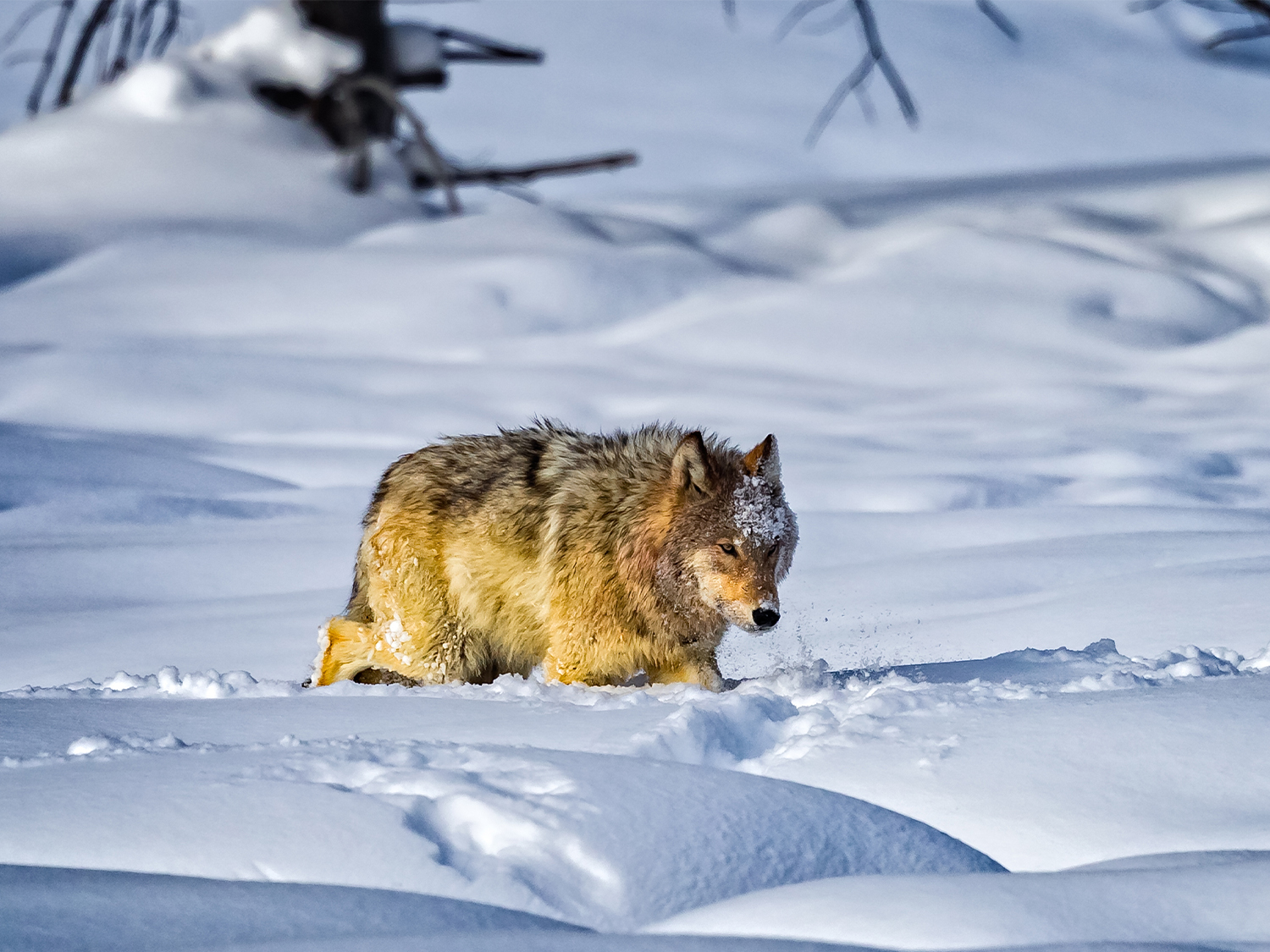 Yellowstone in Winter - 6 days 