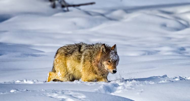 tourhub | On The Go Tours | Yellowstone in Winter - 6 days  