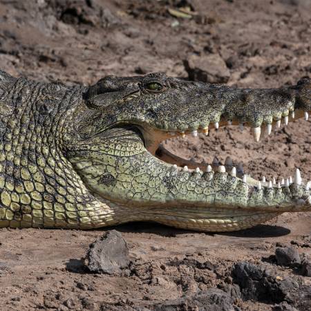 Zambia to Cape Town main image - Chobe crocodile