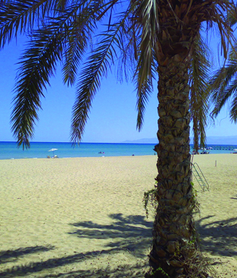 a sunny beach with a palm tree in the foreground