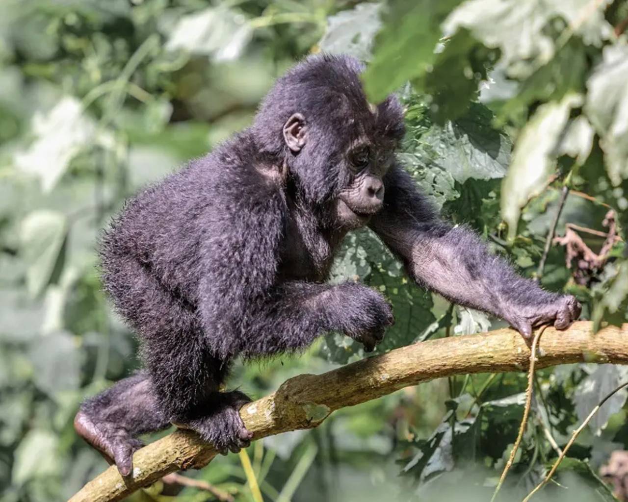 https://www.onthegotours.com/repository/baby-gorilla-in-Uganda-819641692798546_crop_1280_1024.jpg