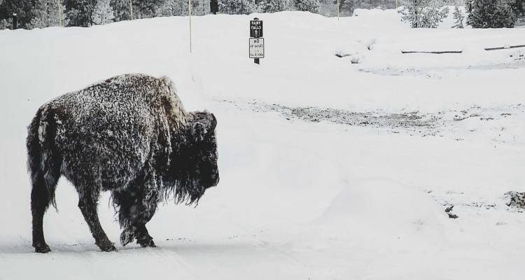 tourhub | On The Go Tours | Yellowstone in Winter - 6 days  