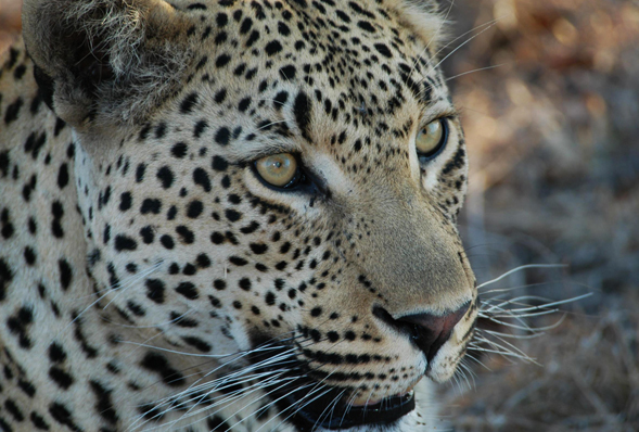 Close up of a leopards face