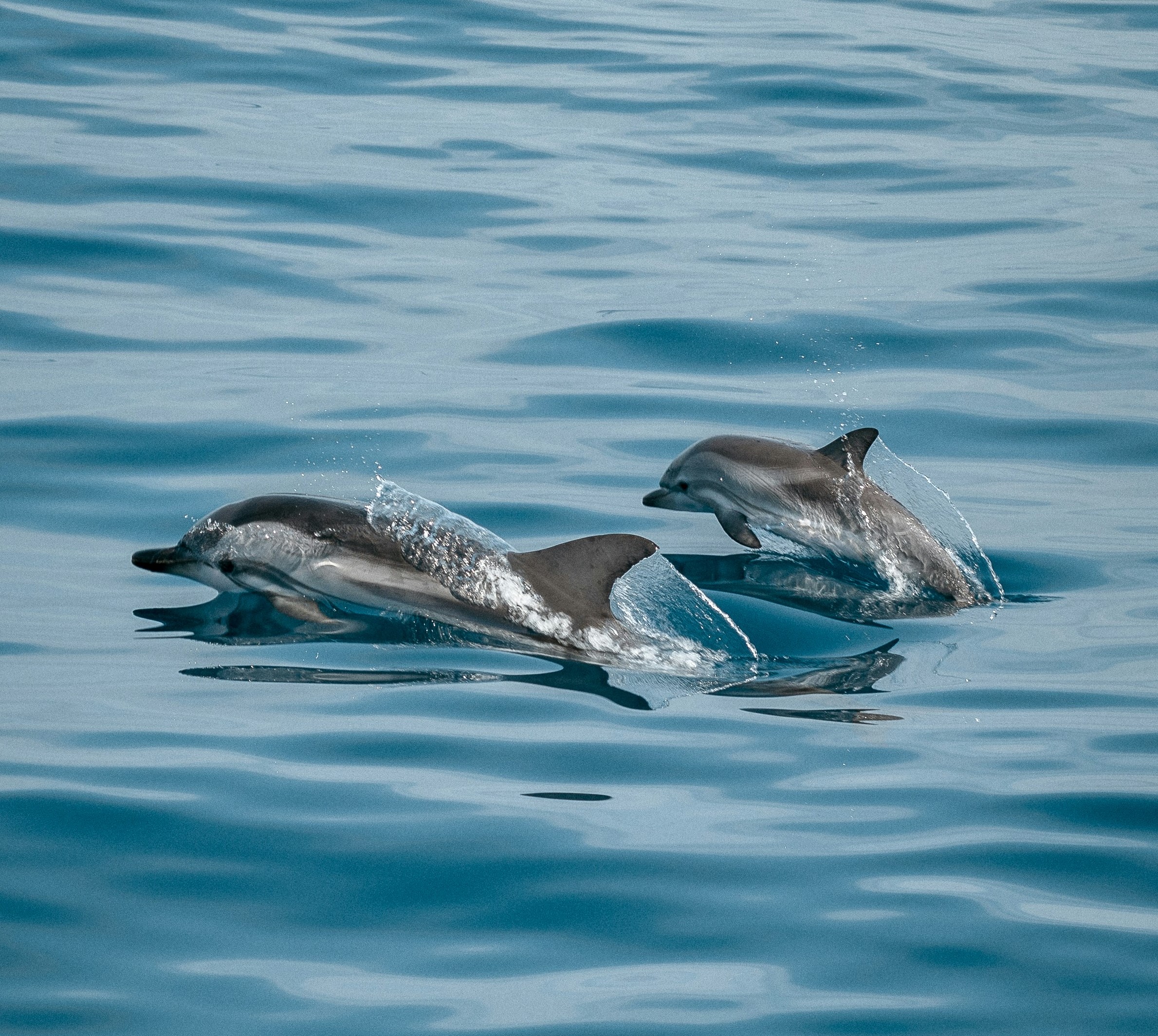 two dolphins jumping out of the water