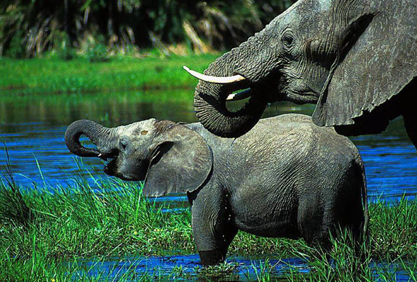 An elephant family