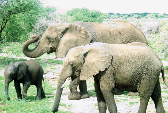 A family of elephants