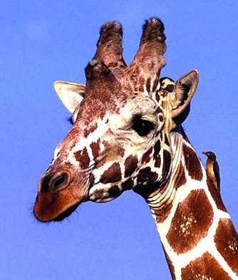 Giraffe