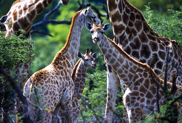 Giraffes