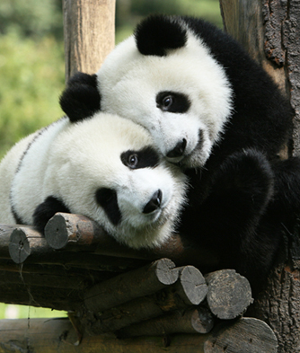 Pandas