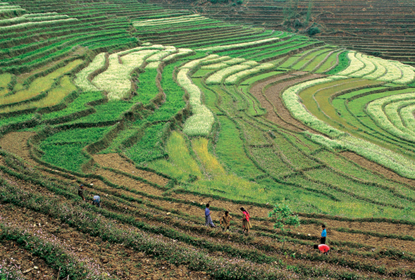 Munnar tea terraces