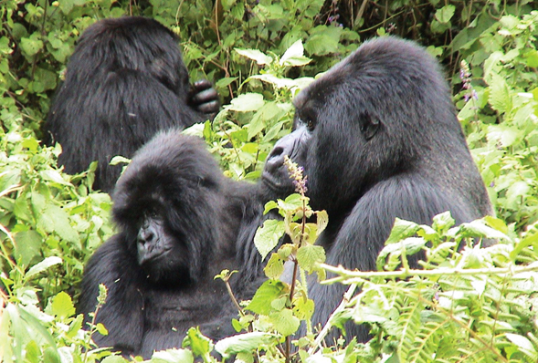 Gorillas in Uganda  