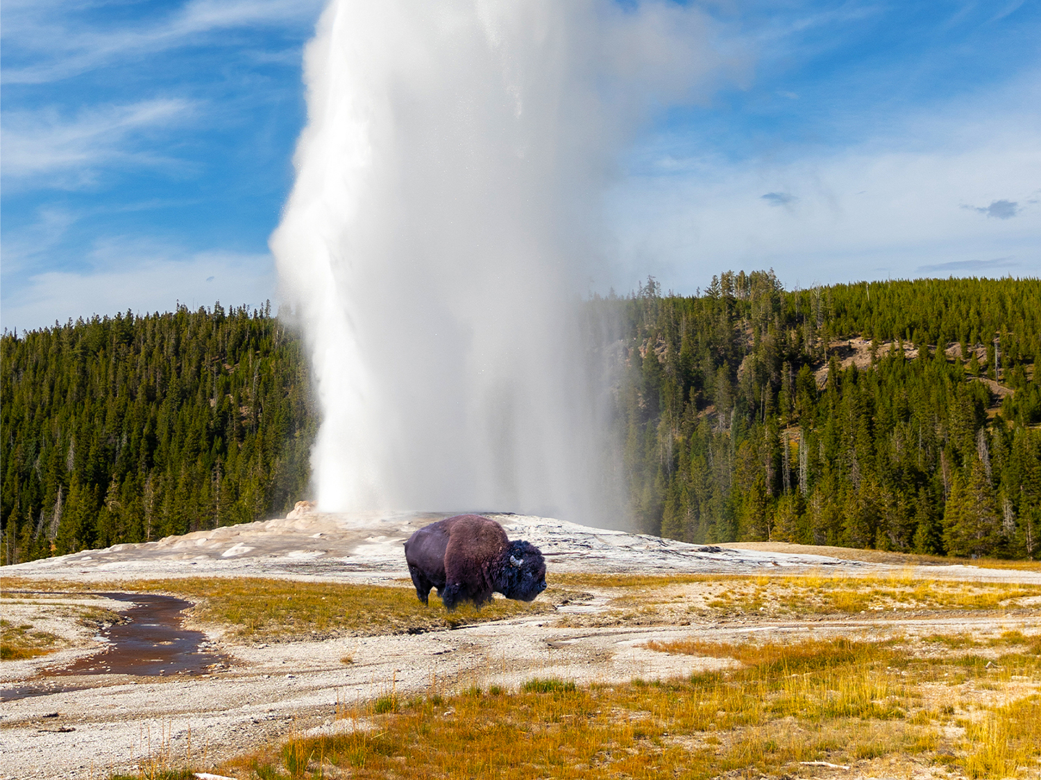 Yellowstone Camping Adventure - 7 days