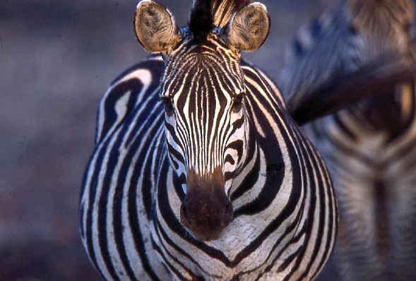 A close up shot of a zebra